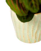 Close-up of the glaze color and textured finish on a Chive Katakana green ceramic pot.