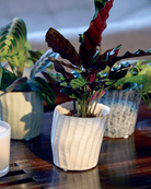 Multiple Chive Katakana ceramic planter pots styled with plants on a wood table.