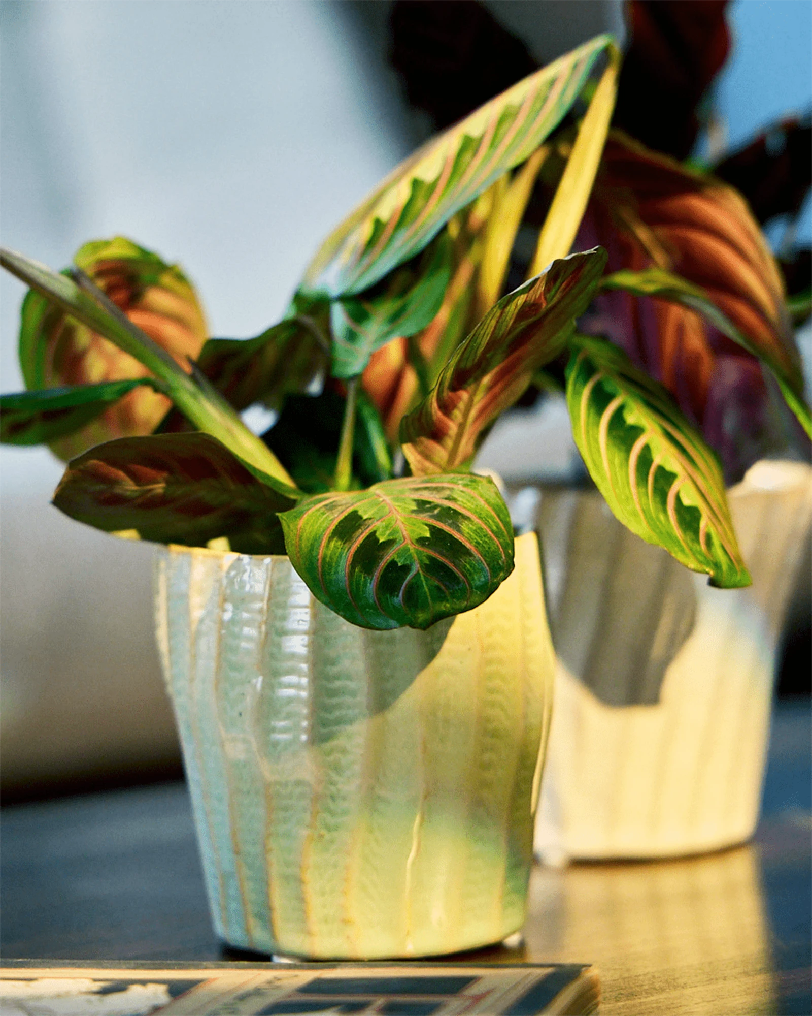 Chive Katakana textured ceramic planter pots in green and white styled with plants on a wood table. 