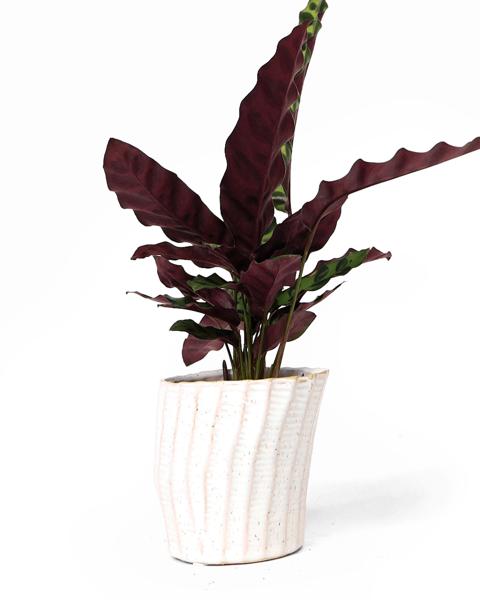 Chive Katakana white ceramic planter pot styled with a red leaf plant.