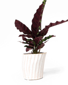 Chive Katakana white ceramic planter pot styled with a red leaf plant.
