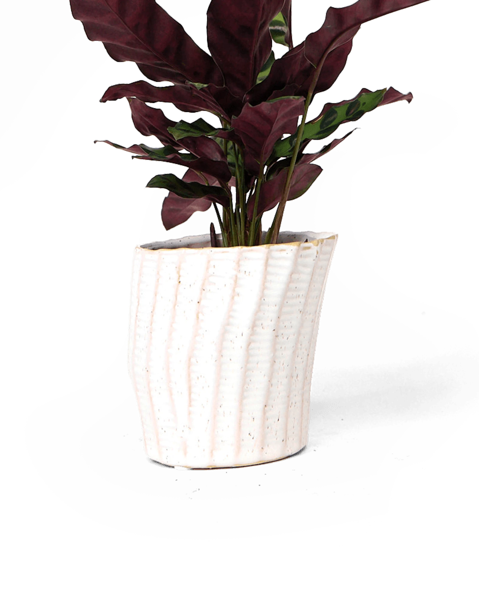 Chive Katakana white ceramic planter pot styled with a plant.