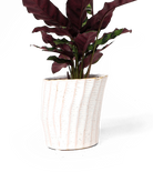 Chive Katakana white ceramic planter pot styled with a plant.