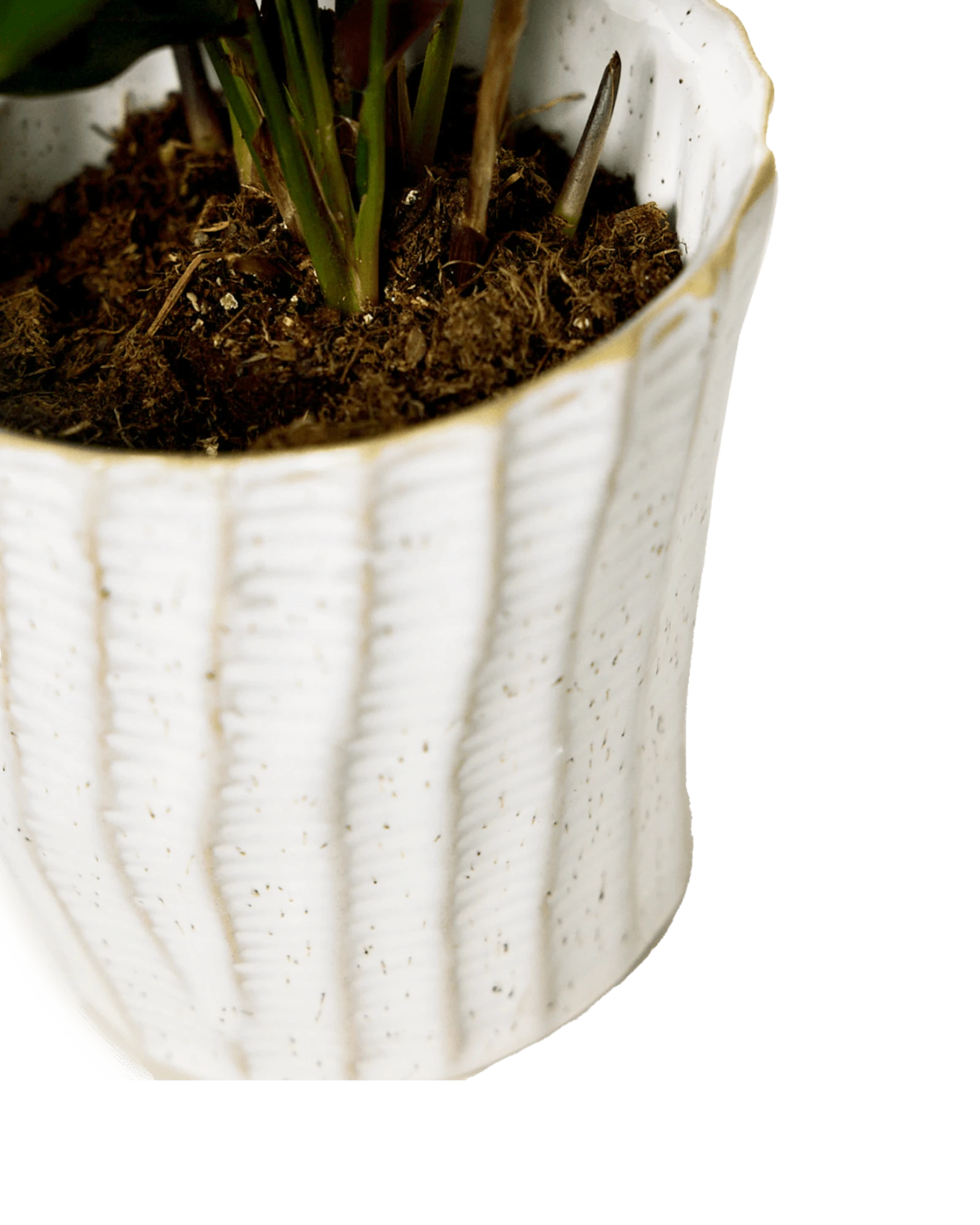 Close-up of the vertical ribbed texture finish on a Chive Katakana white ceramic pot.