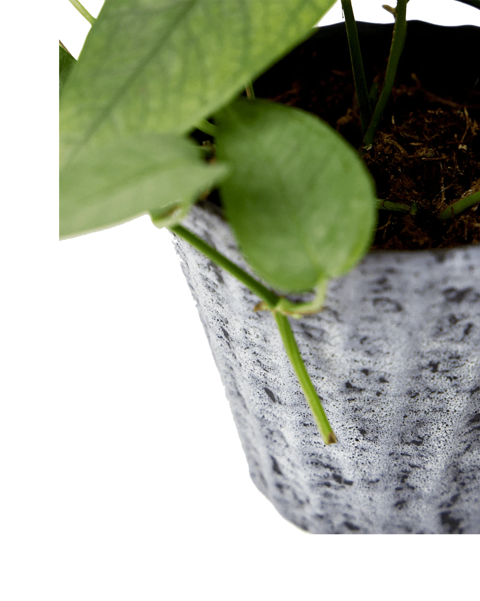 Close-up of the vertical ribbed texture finish on a Chive Katakana white-black ceramic pot, styled with a plant.