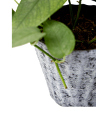 Close-up of the vertical ribbed texture finish on a Chive Katakana white-black ceramic pot, styled with a plant.