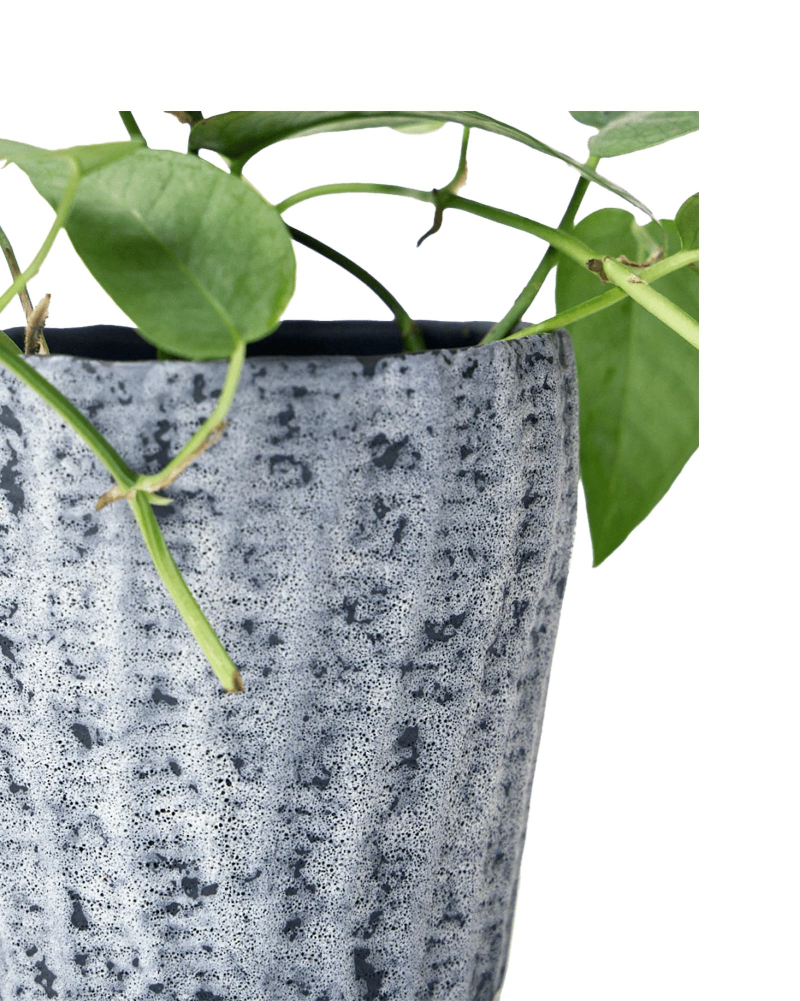Close-up of the color texture finish on a Chive Katakana white-black ceramic pot, styled with a plant.