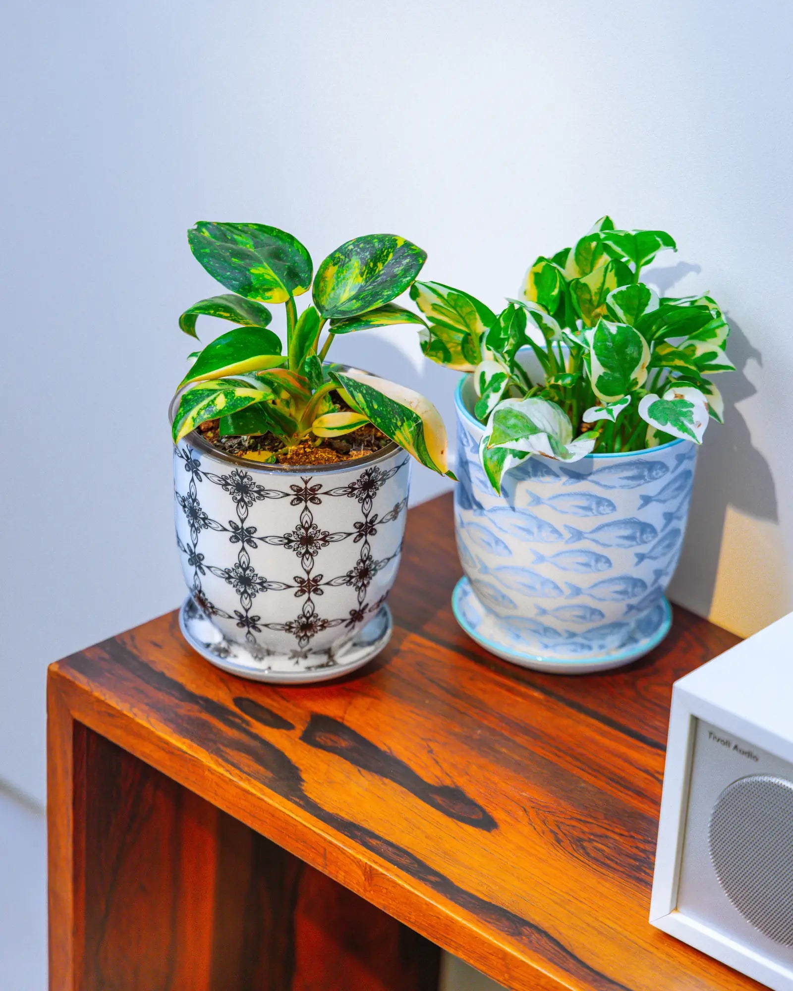 Chive Liberté large planters in black stars and blue fish patterns, styled with two pothos varieties on a wood cabinet.