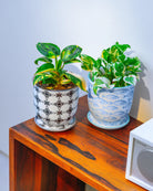 Chive Liberté large planters in black stars and blue fish patterns, styled with two pothos varieties on a wood cabinet.