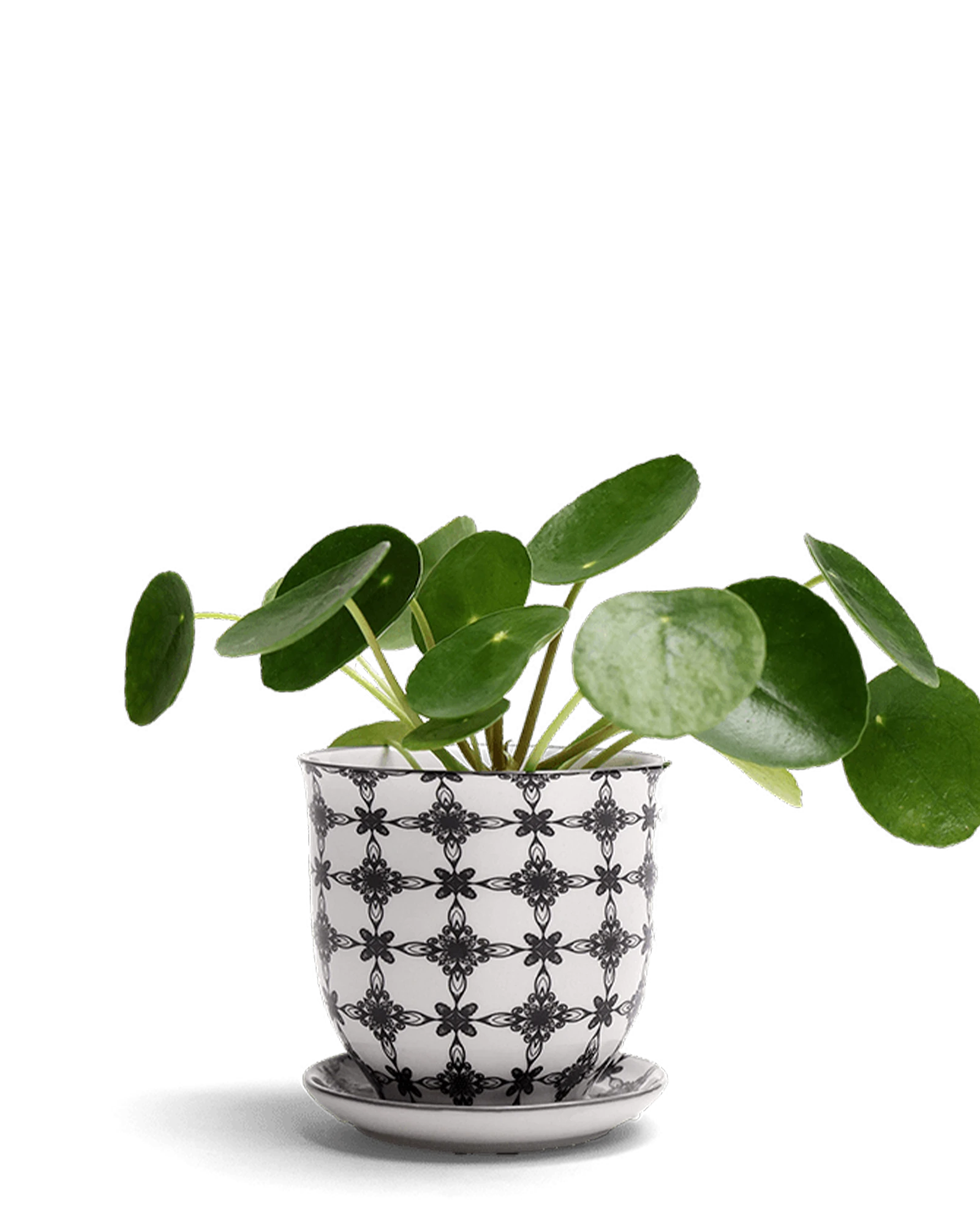 Chive Liberte medium black stars porcelain pot with drainage and saucer styled with a plant.