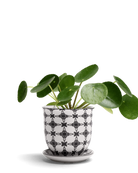 Chive Liberte medium black stars porcelain pot with drainage and saucer styled with a plant.