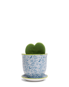 Chive Liberte medium blue birds porcelain pot with drainage and saucer styled with a hoya kerrii plant.