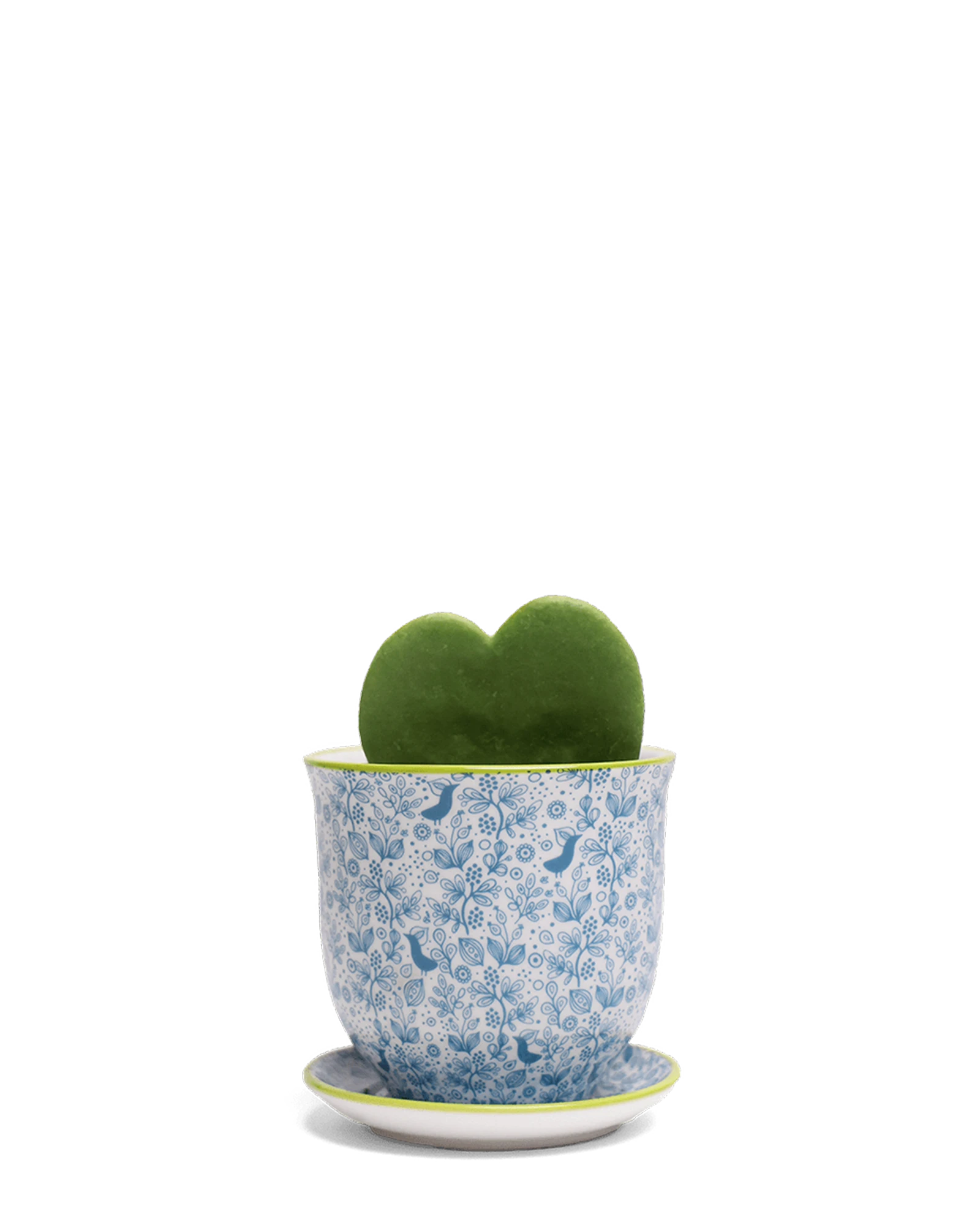 Chive Liberte small blue birds porcelain pot with drainage and saucer styled with a hoya kerrii plant.