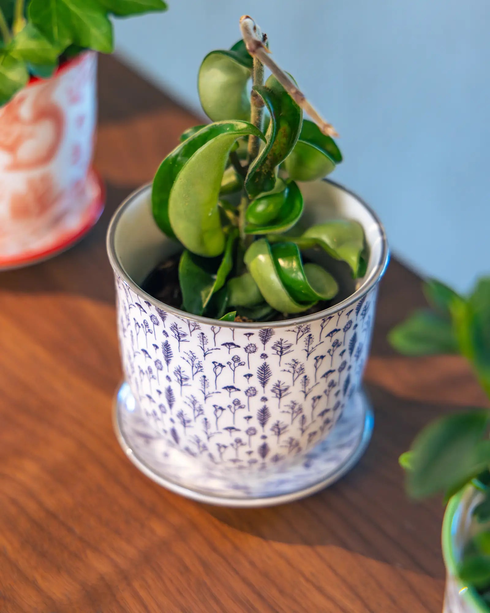 Chive Liberté small planter in blue feathers print with saucer, styled with a hoya on a wood surface.