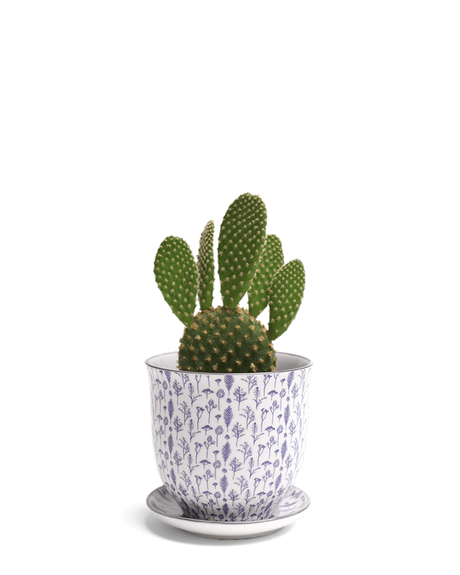 Chive Liberte medium blue feathers porcelain pot with drainage and saucer styled with a cactus plant.