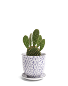 Chive Liberte medium blue feathers porcelain pot with drainage and saucer styled with a cactus plant.