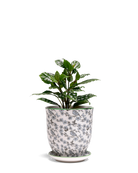 Chive Liberte medium blue flowers porcelain pot with drainage and saucer styled with a plant.