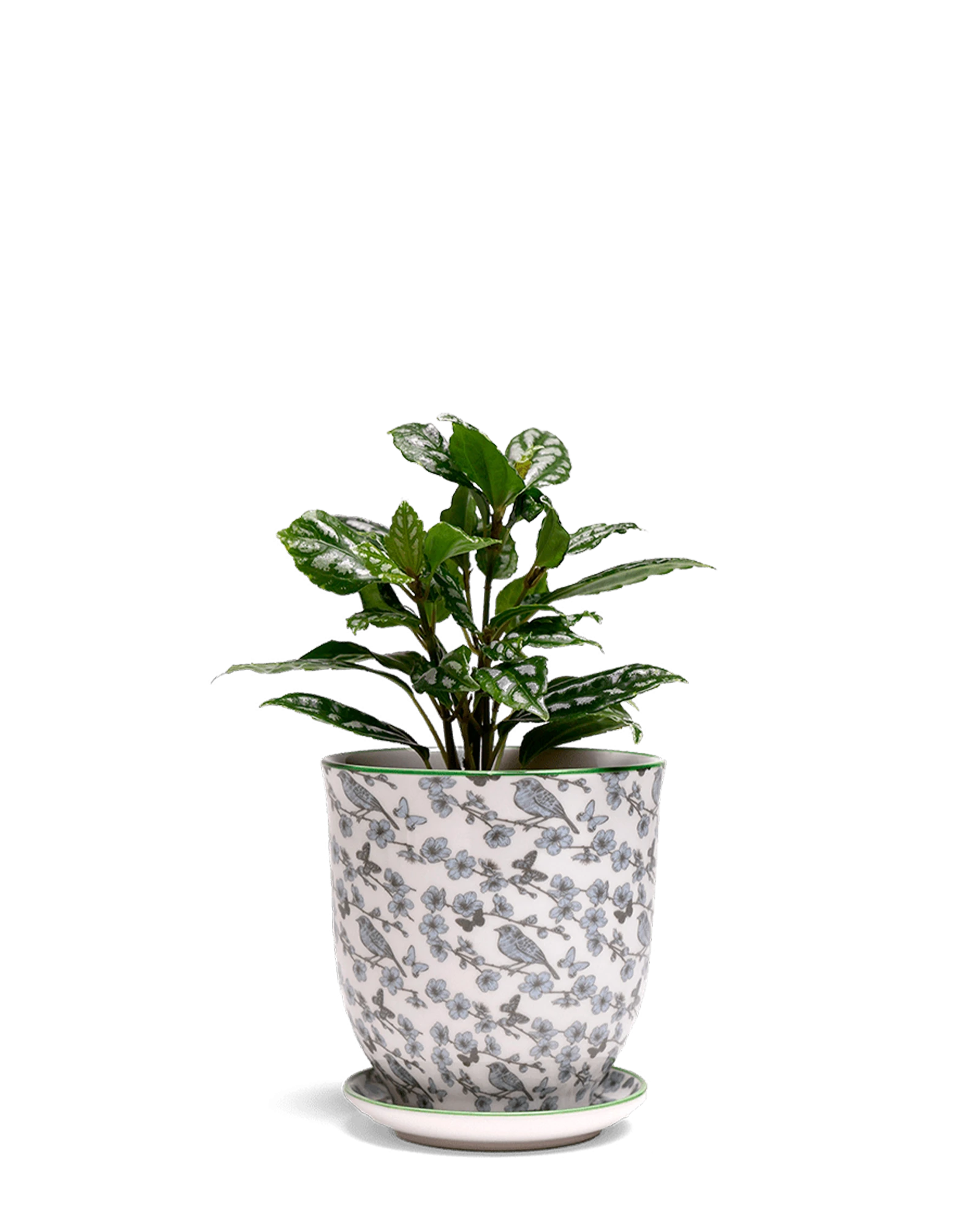 Chive Liberte small blue flowers porcelain pot with drainage and saucer styled with a plant.