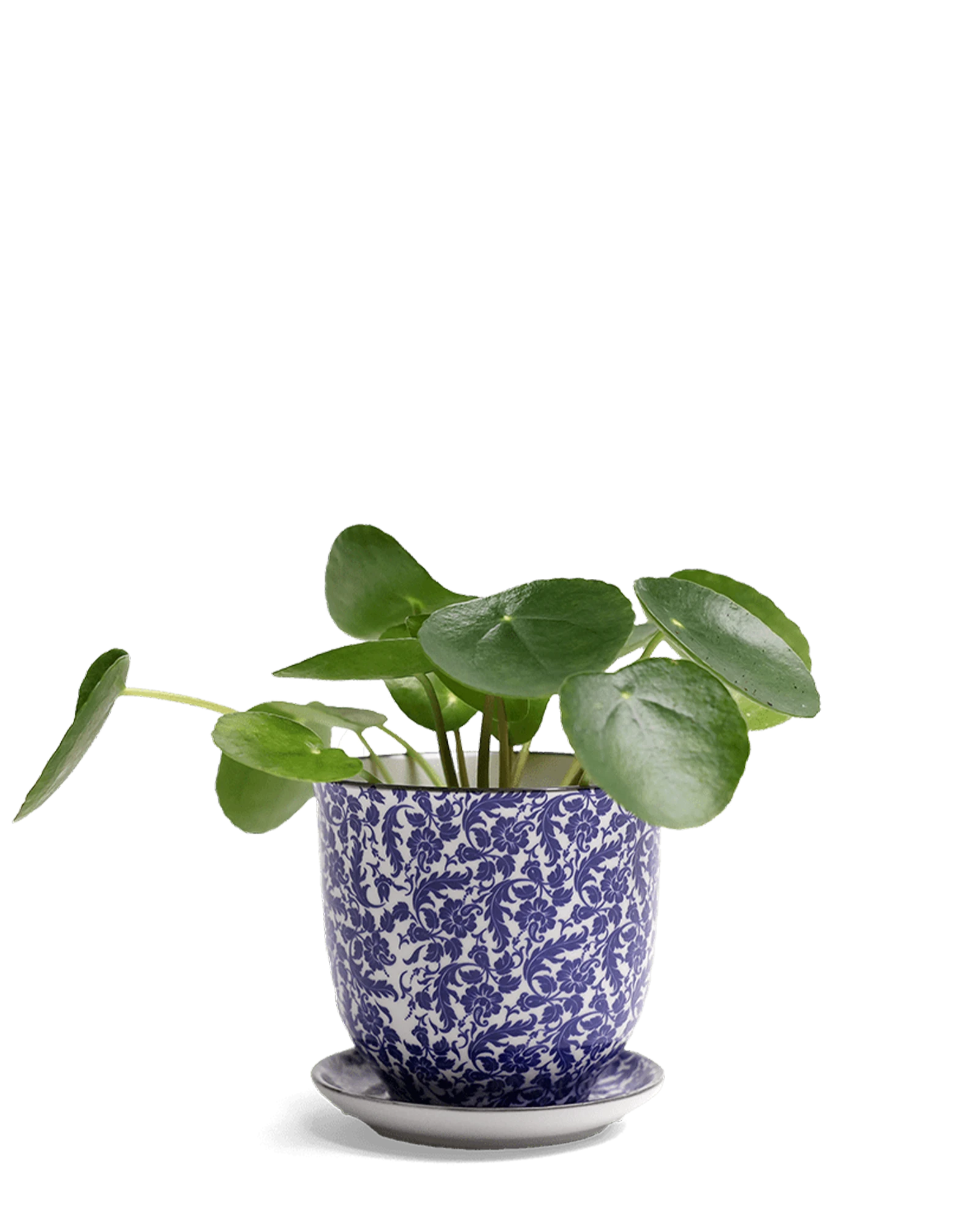 Chive Liberte small blue leaves porcelain pot with drainage and saucer styled with a plant.