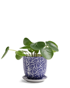 Chive Liberte small blue leaves porcelain pot with drainage and saucer styled with a plant.