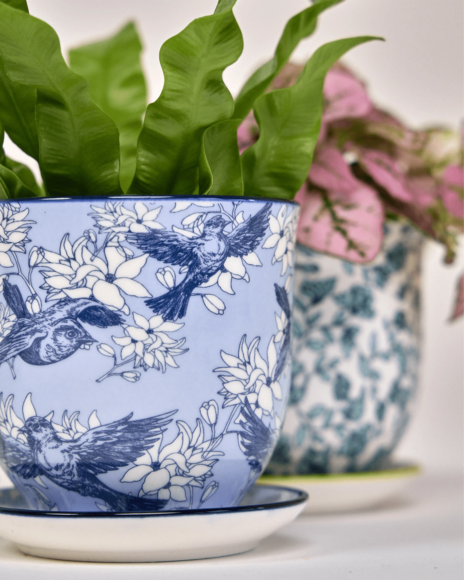 Close-up of two Chive Liberte medium porcelain pots in blue swallows and green flowers showing the pattern and glaze finish, holding plants.
