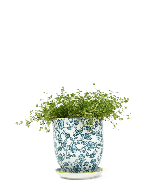 Liberte Medium 4.25" Porcelain Plant Pot