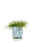 Chive Liberte medium green flowers porcelain pot with drainage and saucer styled with a plant.