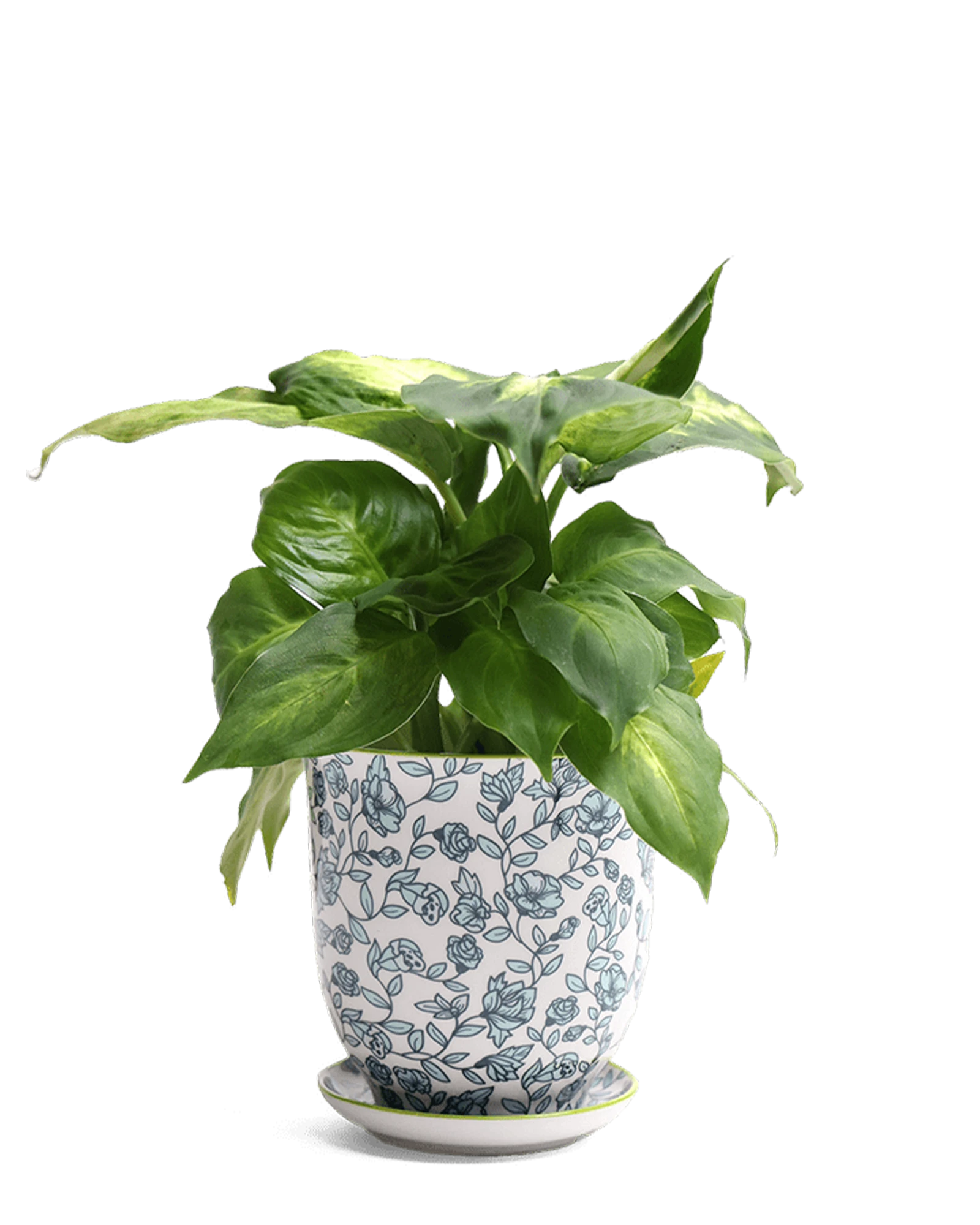 Chive Liberte medium green flowers porcelain pot with drainage and saucer styled with a plant.