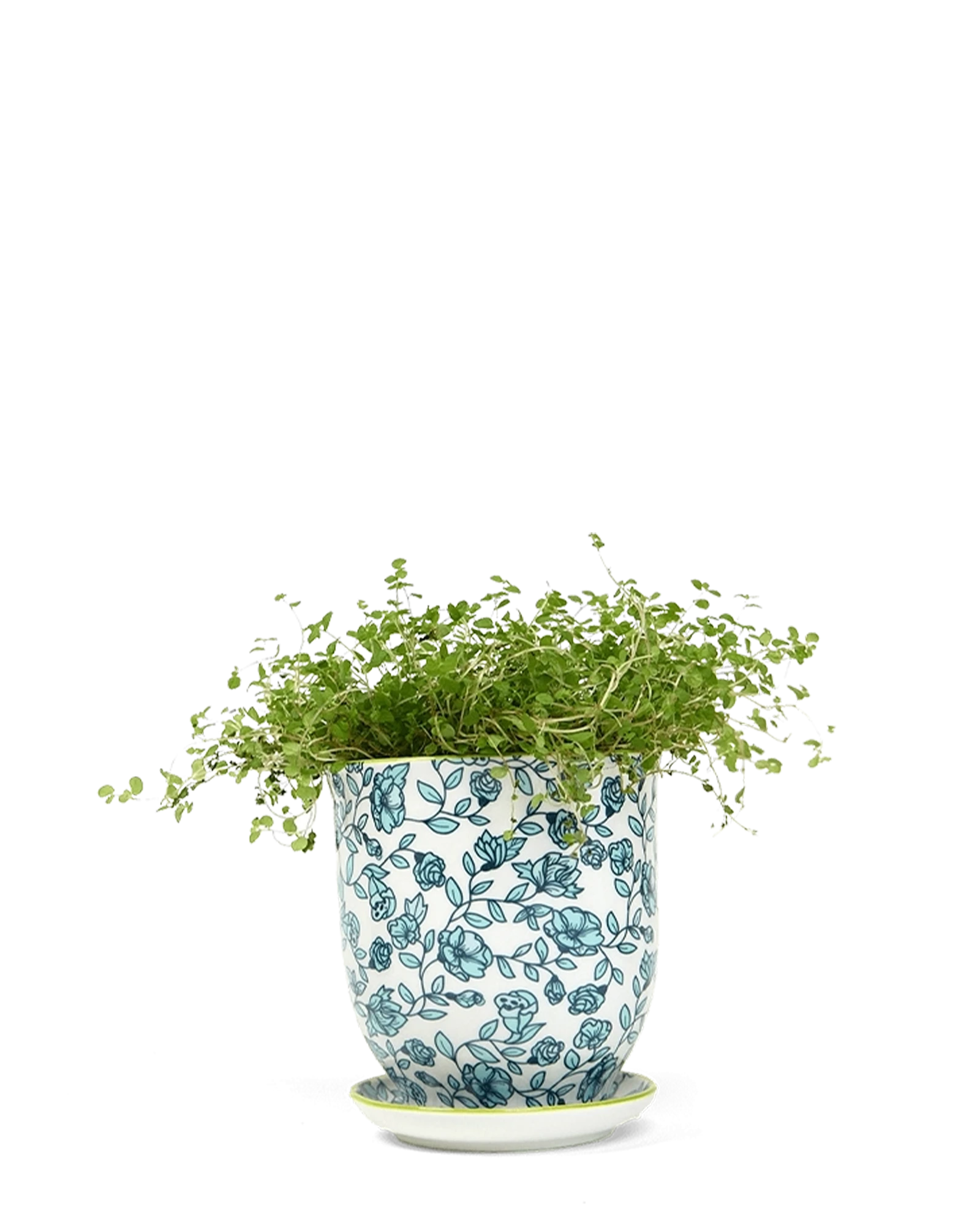 Chive Liberte small green flowers porcelain pot with drainage and saucer styled with a plant.
