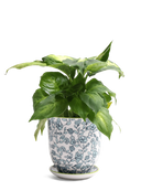 Chive Liberte small green flowers porcelain pot with drainage and saucer styled with a plant.