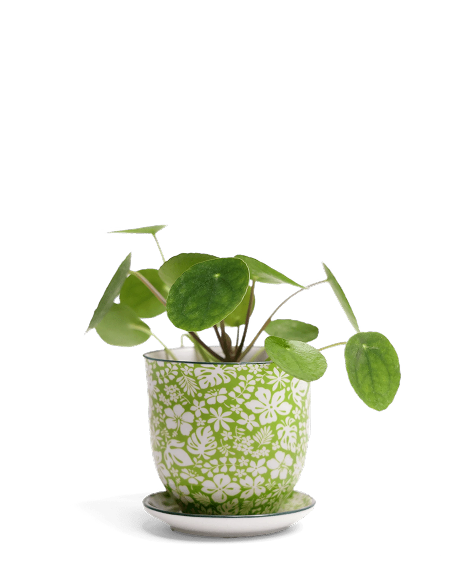 Chive Liberte medium green garden 3 porcelain pot with drainage and saucer styled with a plant.
