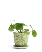 Chive Liberte medium green garden 3 porcelain pot with drainage and saucer styled with a plant.