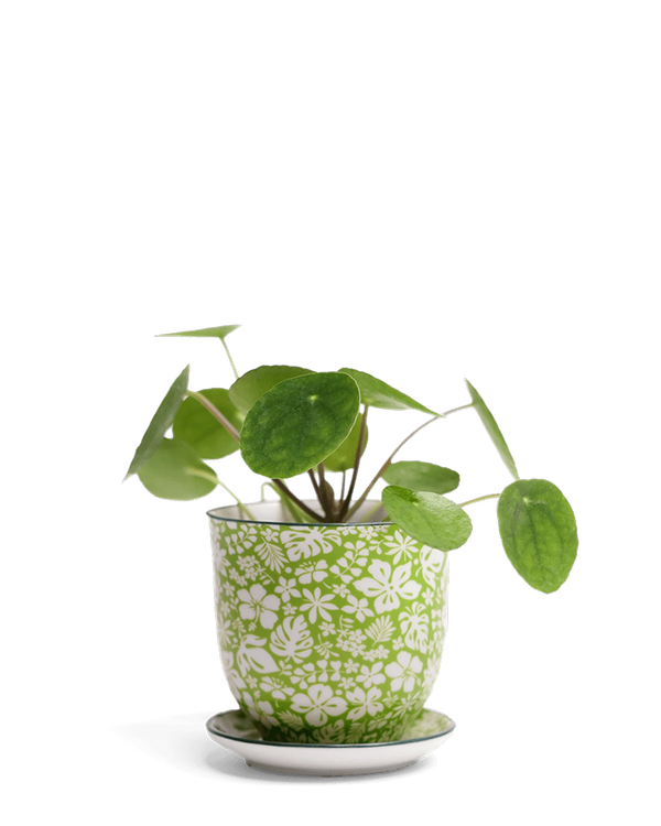 Chive Liberte small green garden 3 porcelain pot with drainage and saucer styled with a plant.