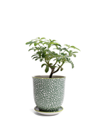 Chive Liberte medium green leaves 3 porcelain pot with drainage and saucer styled with a plant.