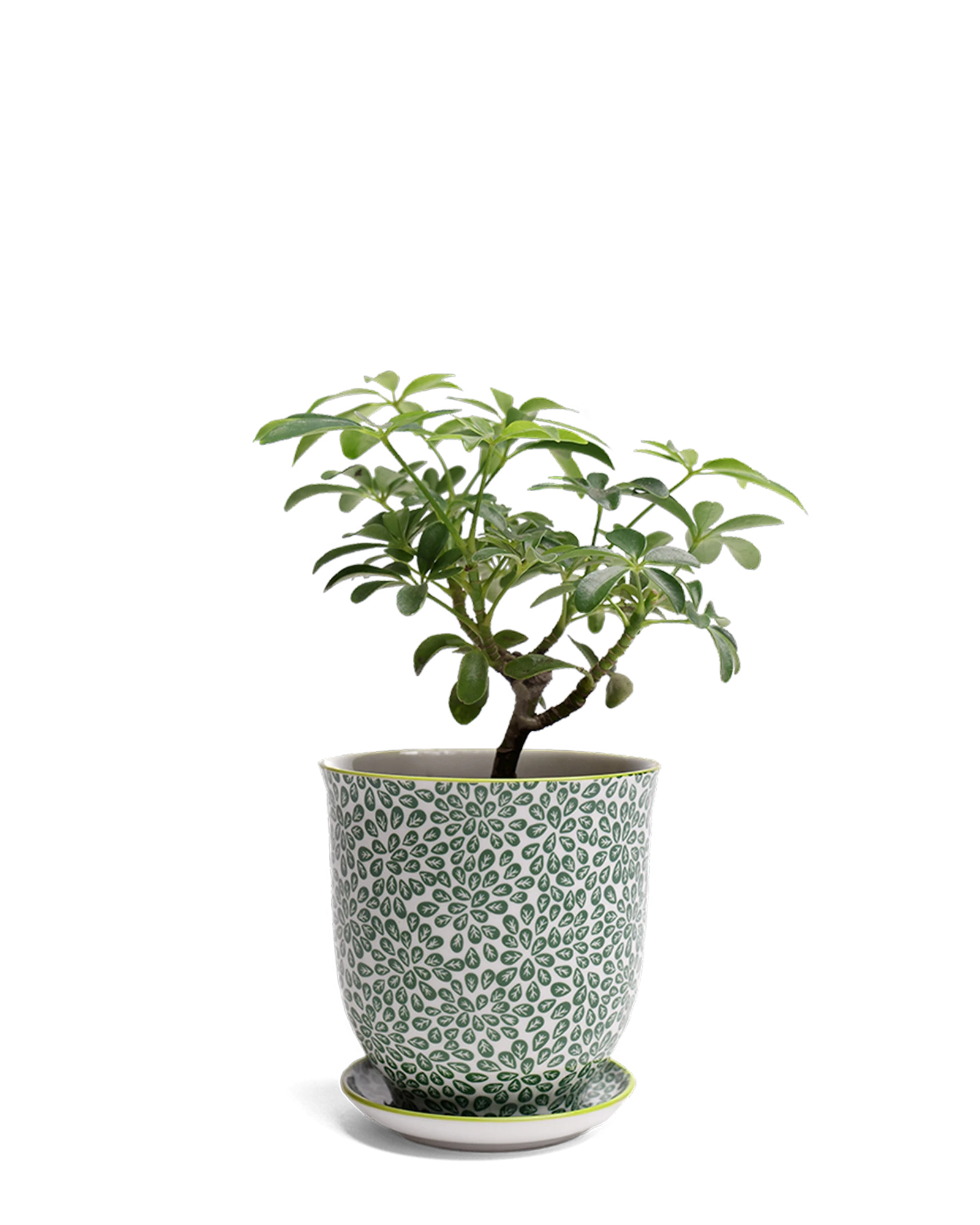 Chive Liberte small green leaves 3 porcelain pot with drainage and saucer styled with a plant.
