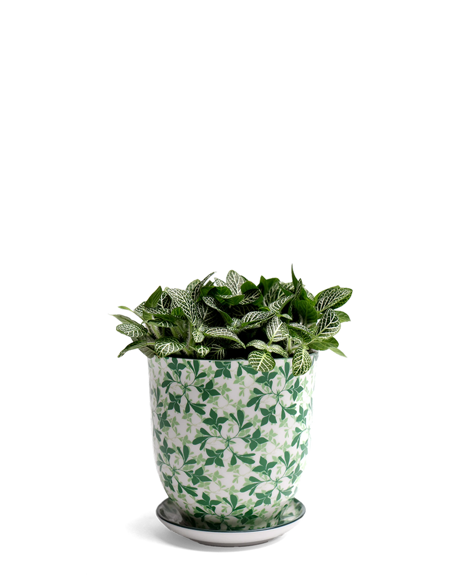 Chive Liberte medium green leaves 4 porcelain pot with drainage and saucer styled with a fittonia plant.