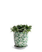 Chive Liberte medium green leaves 4 porcelain pot with drainage and saucer styled with a fittonia plant.