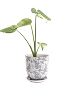 Chive Liberte medium grey forest porcelain pot with drainage and saucer styled with a plant.