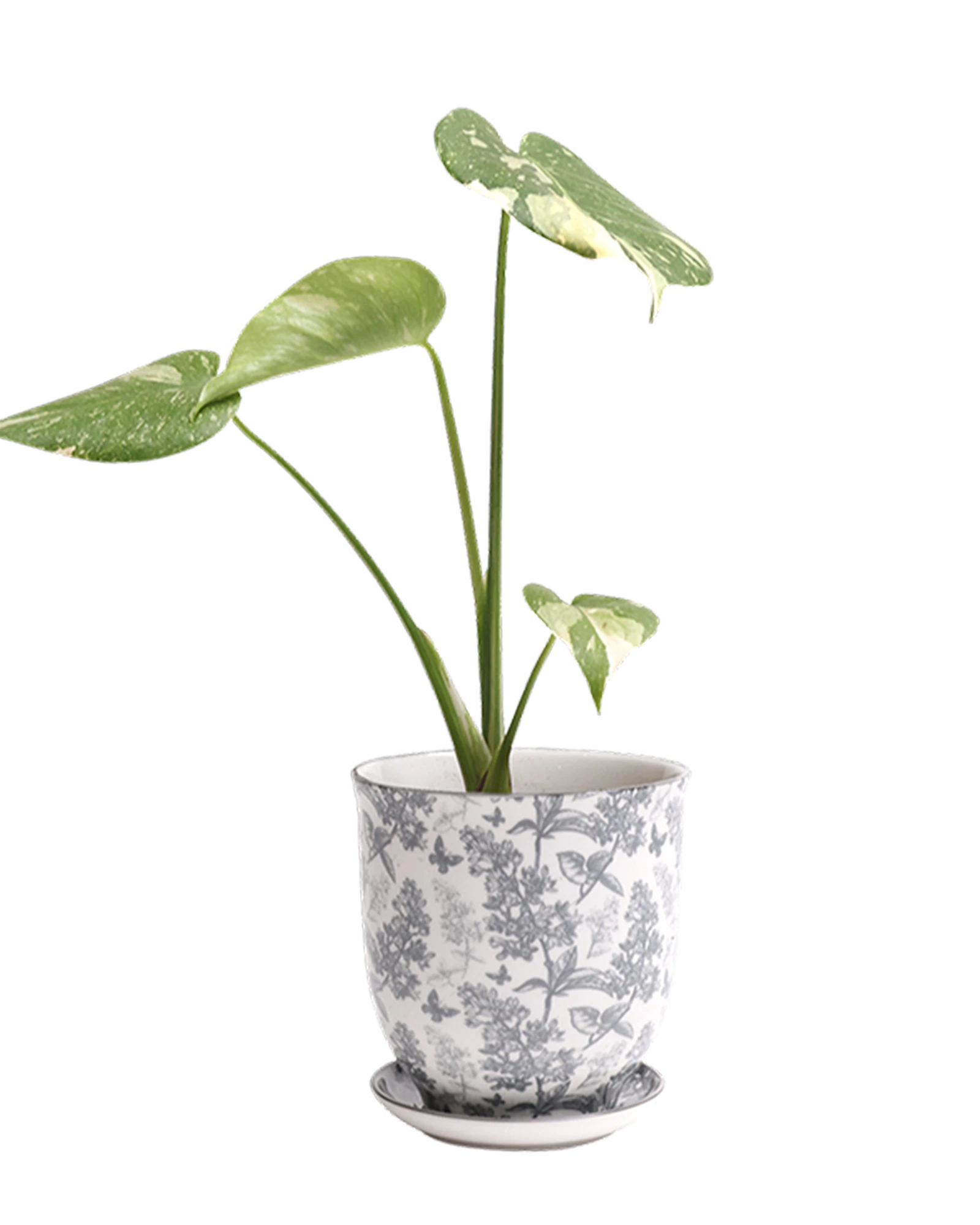 Chive Liberte small grey forest porcelain pot with drainage and saucer styled with a monstera plant.