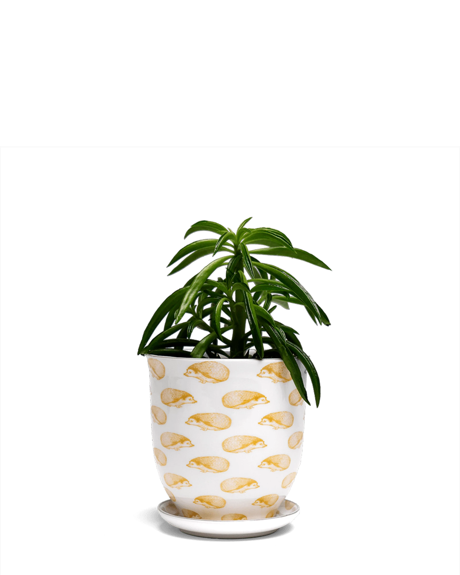 Chive Liberte medium hedgehog porcelain pot with drainage and saucer styled with a plant.