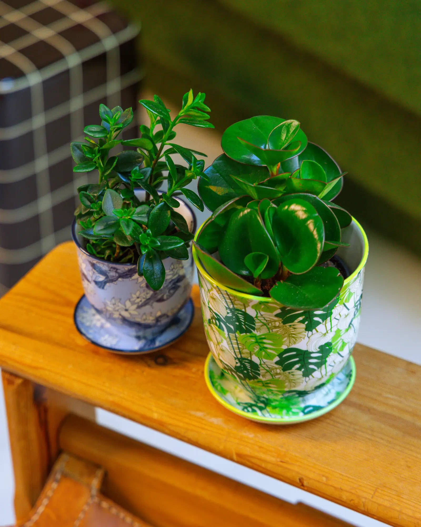 Chive Liberté planters in monstera and blue swallows patterns, styled with a pilea and jade plant on a wooden side table.