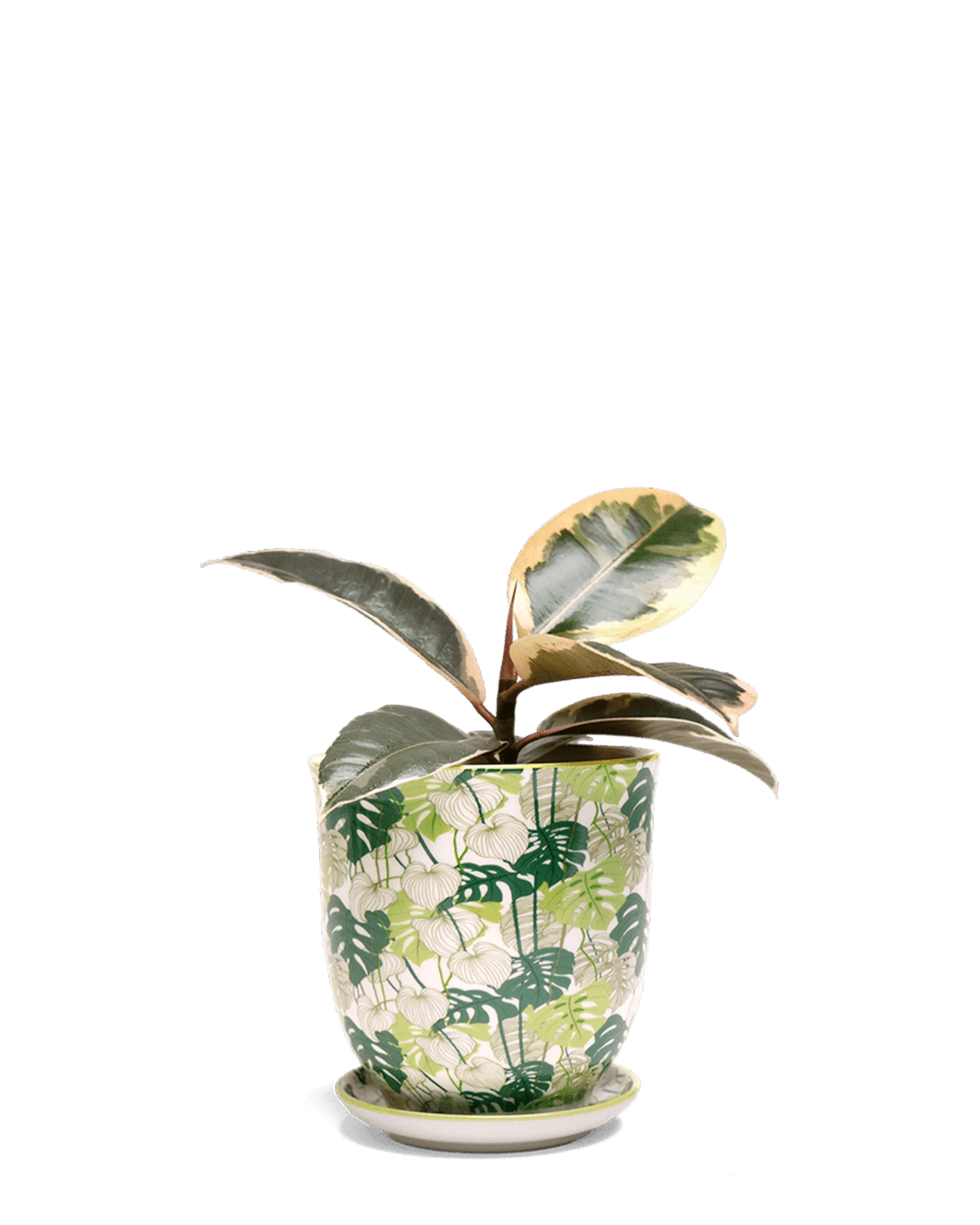 Chive Liberte medium monstera porcelain pot with drainage and saucer styled with a peperomia plant.