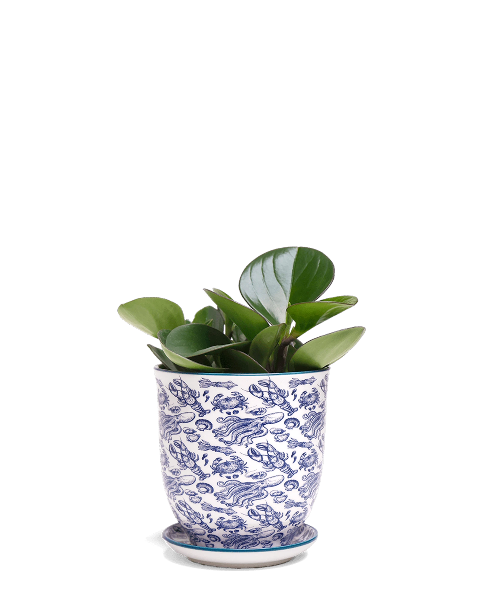 Chive Liberte medium octopus porcelain pot with drainage and saucer styled with a plant.