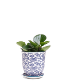 Chive Liberte small octopus porcelain pot with drainage and saucer styled with a plant.