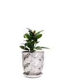 Chive Liberte medium parrot porcelain pot with drainage and saucer styled with a plant.