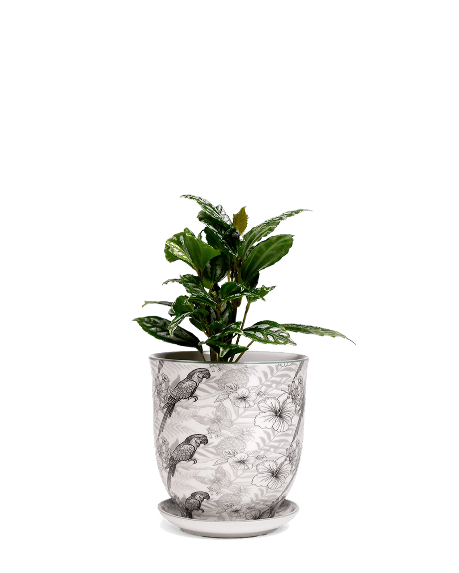Chive Liberte small parrot porcelain pot with drainage and saucer styled with a plant.