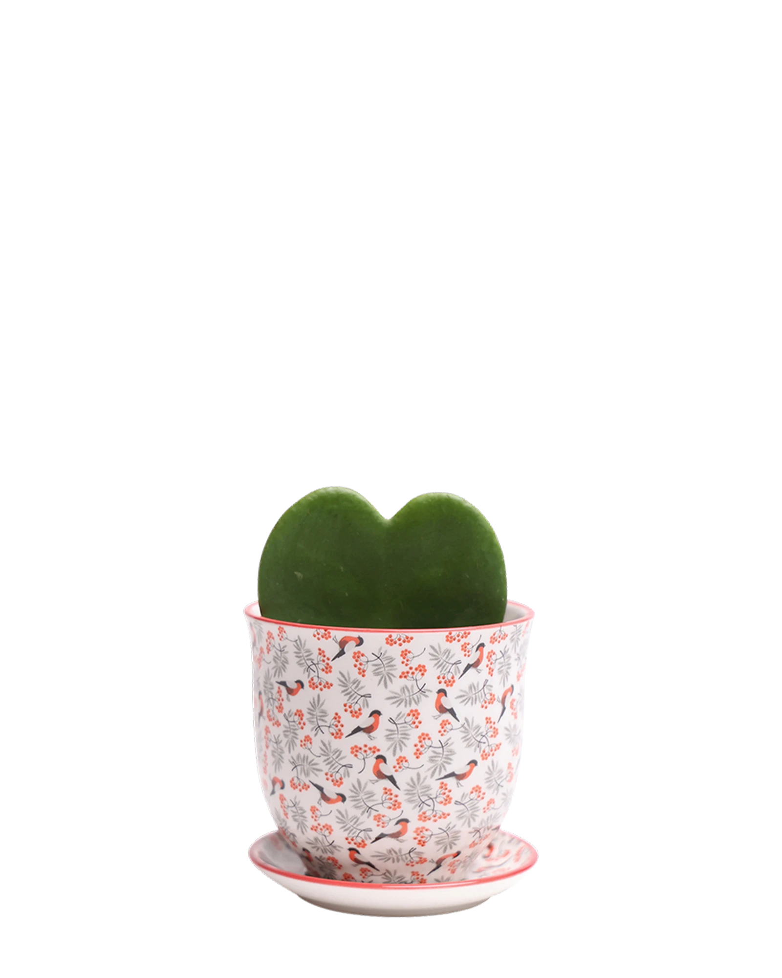 Chive Liberte medium red birds porcelain pot with drainage and saucer styled with a hoya kerrii plant.