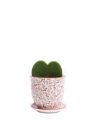 Chive Liberte small red birds porcelain pot with drainage and saucer styled with a hoya kerrii plant.