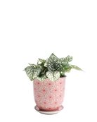 Chive Liberte medium red flowers porcelain pot with drainage and saucer styled with a plant.