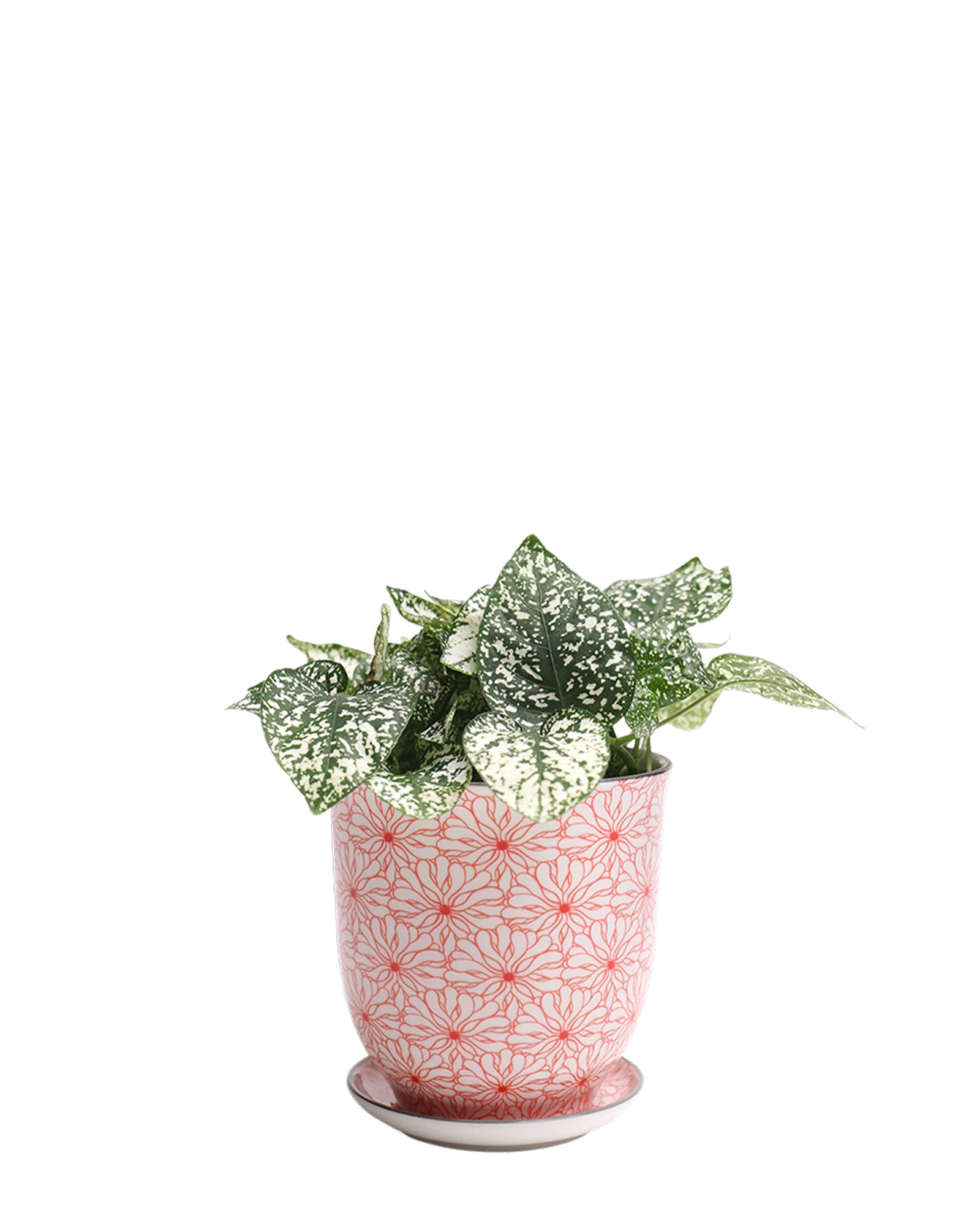 Chive Liberte small red flowers porcelain pot with drainage and saucer styled with a plant.